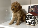 Orjinal Poodle Yavrularım Aşılı Ve Sağlık Garantili