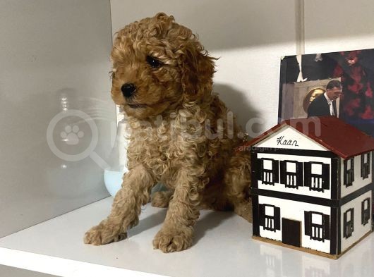 Orjinal Poodle Yavrularım Aşılı Ve Sağlık Garantili görsel