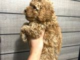 Poodle Bebeklerim Aşılı Ve Pet Eğitimli