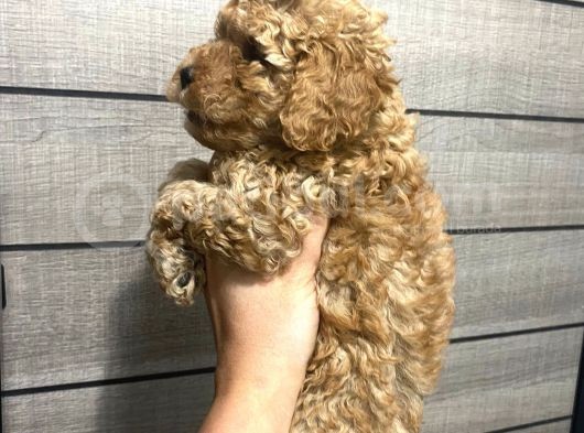 Poodle Bebeklerim Aşılı Ve Pet Eğitimli görsel