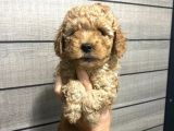 Poodle Bebeklerim Aşılı Ve Pet Eğitimli