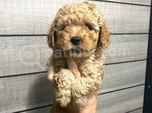 Poodle Bebeklerim Aşılı Ve Pet Eğitimli görsel
