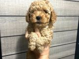 Poodle Bebeklerim Aşılı Ve Pet Eğitimli