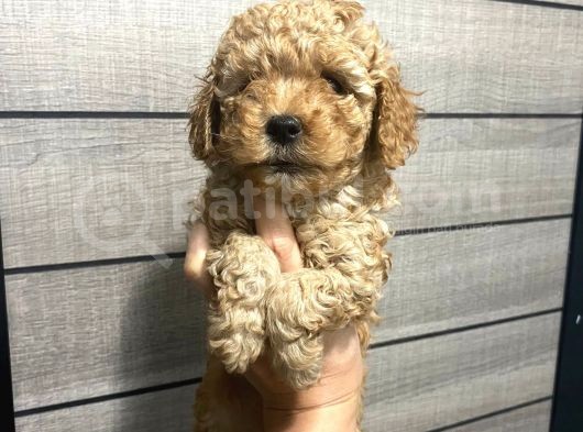 Poodle Bebeklerim Aşılı Ve Pet Eğitimli görsel