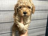 Poodle Bebeklerim Aşılı Ve Pet Eğitimli