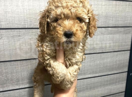 Poodle Bebeklerim Aşılı Ve Pet Eğitimli görsel