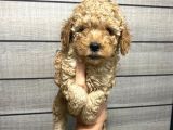 Poodle Bebeklerim Aşılı Ve Pet Eğitimli