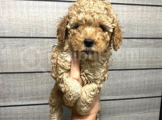 Poodle Bebeklerim Aşılı Ve Pet Eğitimli görsel