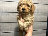 Poodle Bebeklerim Aşılı Ve Pet Eğitimli