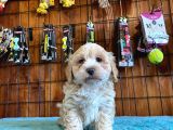 TÜY DÖKMEYEN TATLI MALTİPOO YAVRULARIMIZ