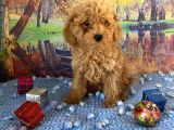Çift Karma Aşılı Wc Eğitimli Poodle Bebekler