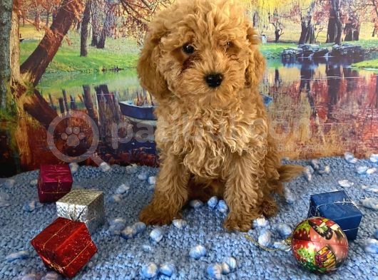 Çift Karma Aşılı Wc Eğitimli Poodle Bebekler görsel