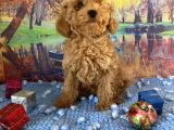 Çift Karma Aşılı Wc Eğitimli Poodle Bebekler