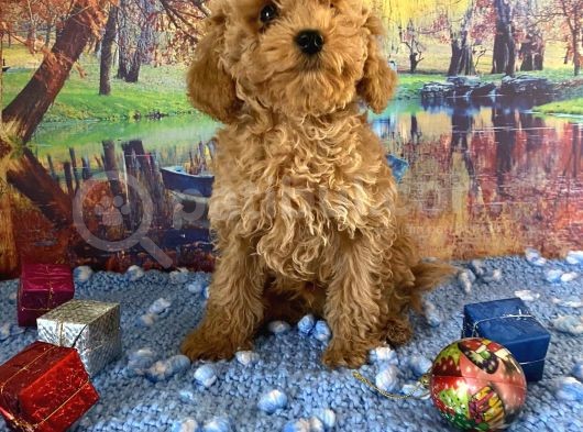 Çift Karma Aşılı Wc Eğitimli Poodle Bebekler görsel