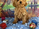 Çift Karma Aşılı Wc Eğitimli Poodle Bebekler