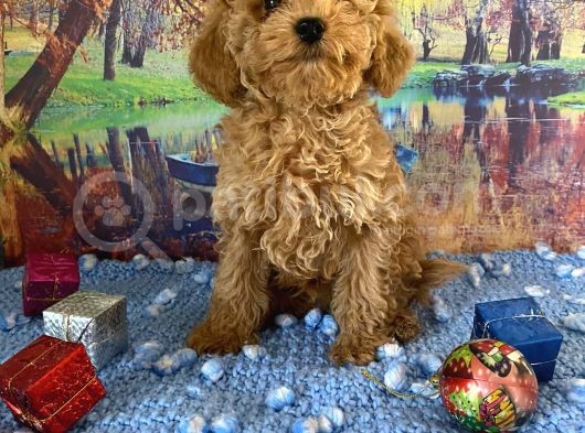 Çift Karma Aşılı Wc Eğitimli Poodle Bebekler görsel