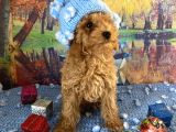 Safkan Toy Poodle Yavrularımız
