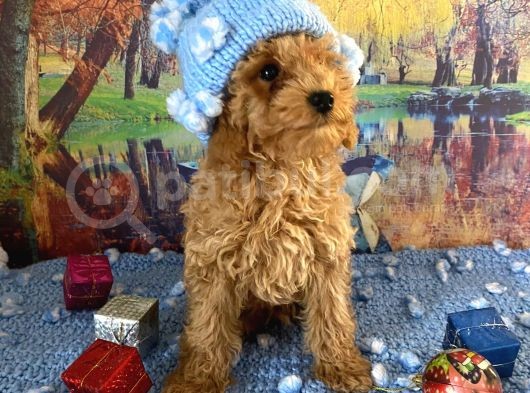Safkan Toy Poodle Yavrularımız görsel