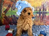 Safkan Toy Poodle Yavrularımız