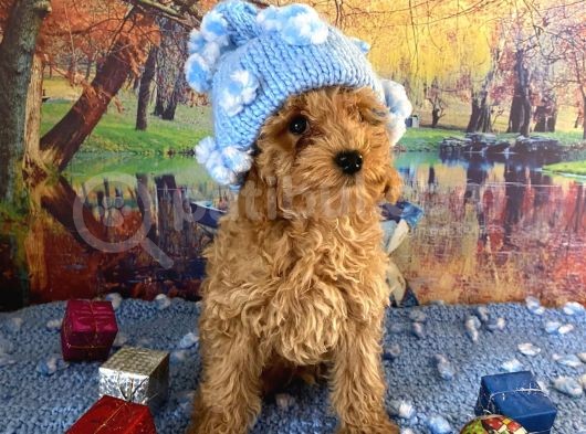 Safkan Toy Poodle Yavrularımız