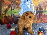 Safkan Toy Poodle Yavrularımız