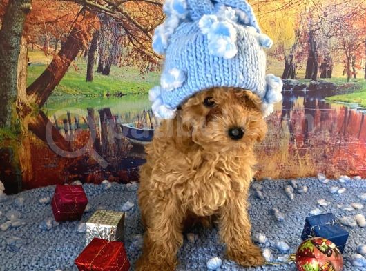 Safkan Toy Poodle Yavrularımız görsel