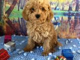 Çift Karma Aşılı Wc eğitimli poodle bebekler