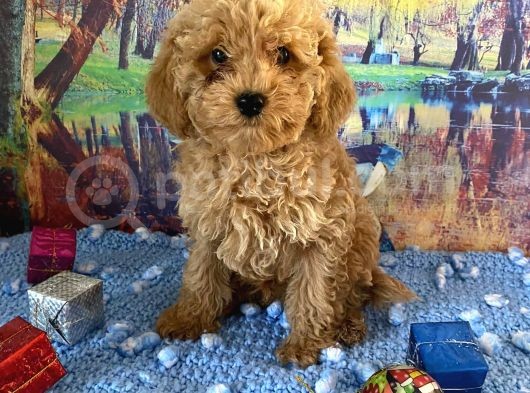 Çift Karma Aşılı Wc Eğitimli Poodle Bebekler