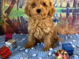 Çift Karma Aşılı Wc Eğitimli Poodle Bebekler