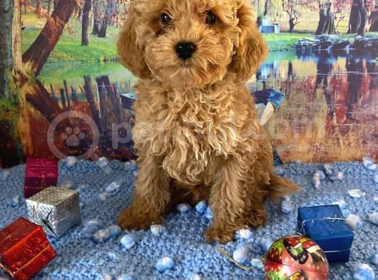 Çift Karma Aşılı Wc Eğitimli Poodle Bebekler görsel