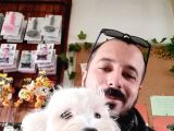 Bembeyaz 6 Aylik Maltese Terri̇er 0 Numara