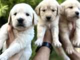 WHİTE GOLDEN PUPPİES