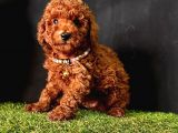 Süper Kore Kan  Toy Poodle Bebekler