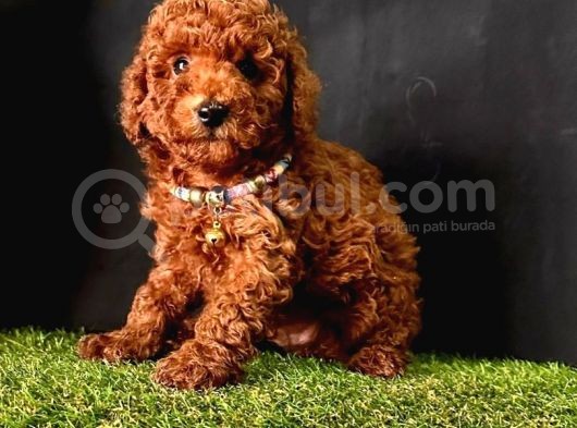 Süper Kore Kan  Toy Poodle Bebekler görsel