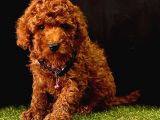 Süper Kore Kan  Toy Poodle Bebekler