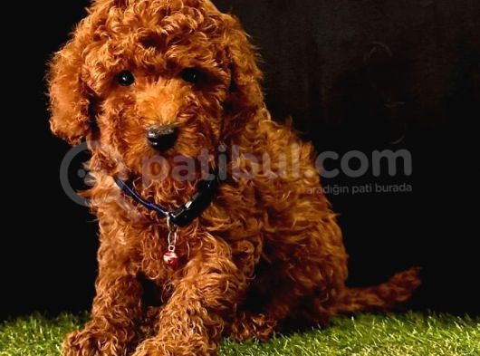 Süper Kore Kan  Toy Poodle Bebekler görsel