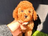 Süper Kore Kan  Toy Poodle Bebekler