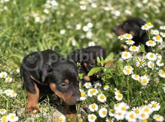 Resmi̇ Üreti̇m Çi̇ftli̇ği̇nden Doberman Yavrular görsel