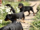 Resmi̇ Üreti̇m Çi̇ftli̇ği̇nden Doberman Yavrular