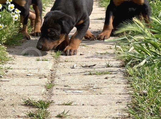 Resmi̇ Üreti̇m Çi̇ftli̇ği̇nden Doberman Yavrular görsel