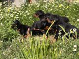 Resmi̇ Üreti̇m Çi̇ftli̇ği̇nden Doberman Yavrular