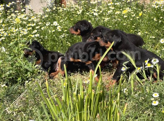 Resmi̇ Üreti̇m Çi̇ftli̇ği̇nden Doberman Yavrular görsel