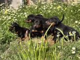 Resmi̇ Üreti̇m Çi̇ftli̇ği̇nden Doberman Yavrular