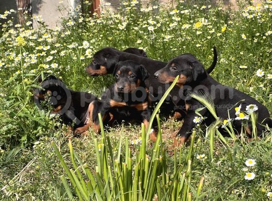 Resmi̇ Üreti̇m Çi̇ftli̇ği̇nden Doberman Yavrular görsel