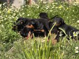 Resmi̇ Üreti̇m Çi̇ftli̇ği̇nden Doberman Yavrular