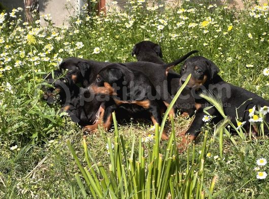 Resmi̇ Üreti̇m Çi̇ftli̇ği̇nden Doberman Yavrular görsel
