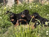 Resmi̇ Üreti̇m Çi̇ftli̇ği̇nden Doberman Yavrular