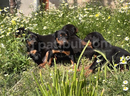 Resmi̇ Üreti̇m Çi̇ftli̇ği̇nden Doberman Yavrular görsel