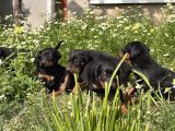 Resmi̇ Üreti̇m Çi̇ftli̇ği̇nden Doberman Yavrular