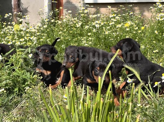Resmi̇ Üreti̇m Çi̇ftli̇ği̇nden Doberman Yavrular görsel